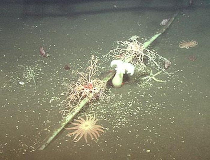 Подводный кабель на дне океана